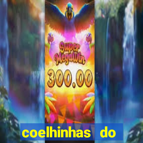 coelhinhas do brasil recife